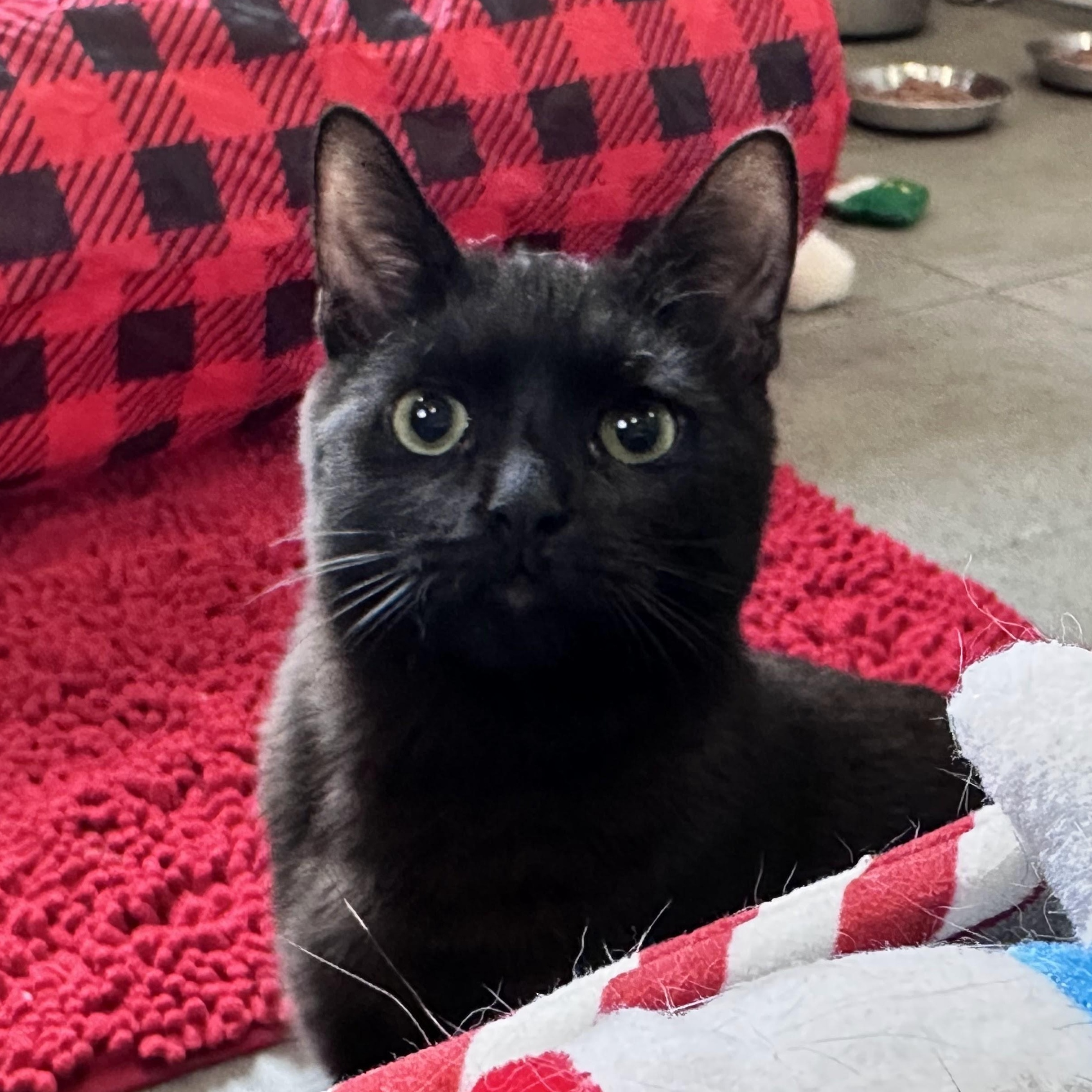 Vinnie, Adoptable, Young Male Domestic Short Hair.