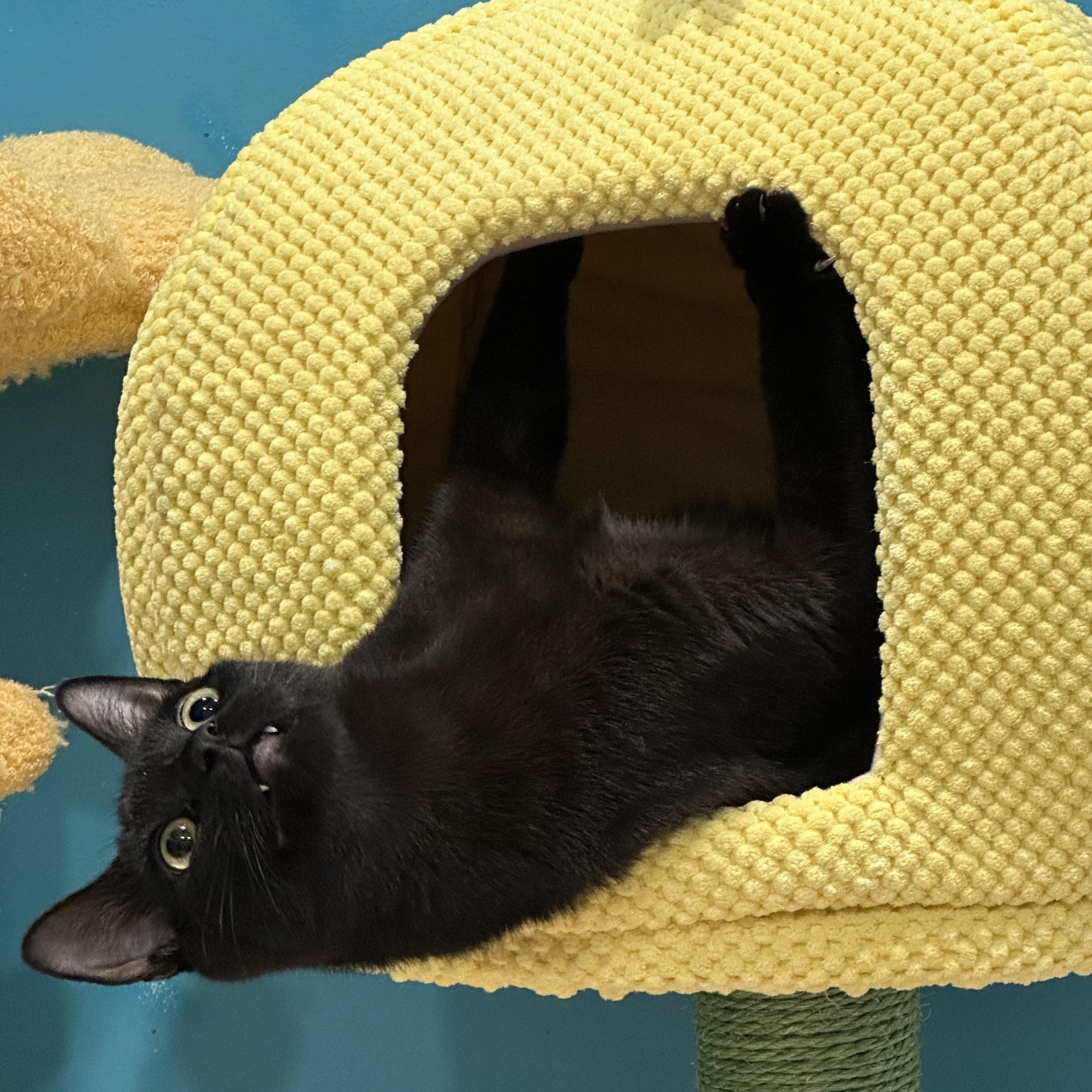 Enlarge Vinnie, a Adoptable mixed breed in Woodbury, NJ image 3/6