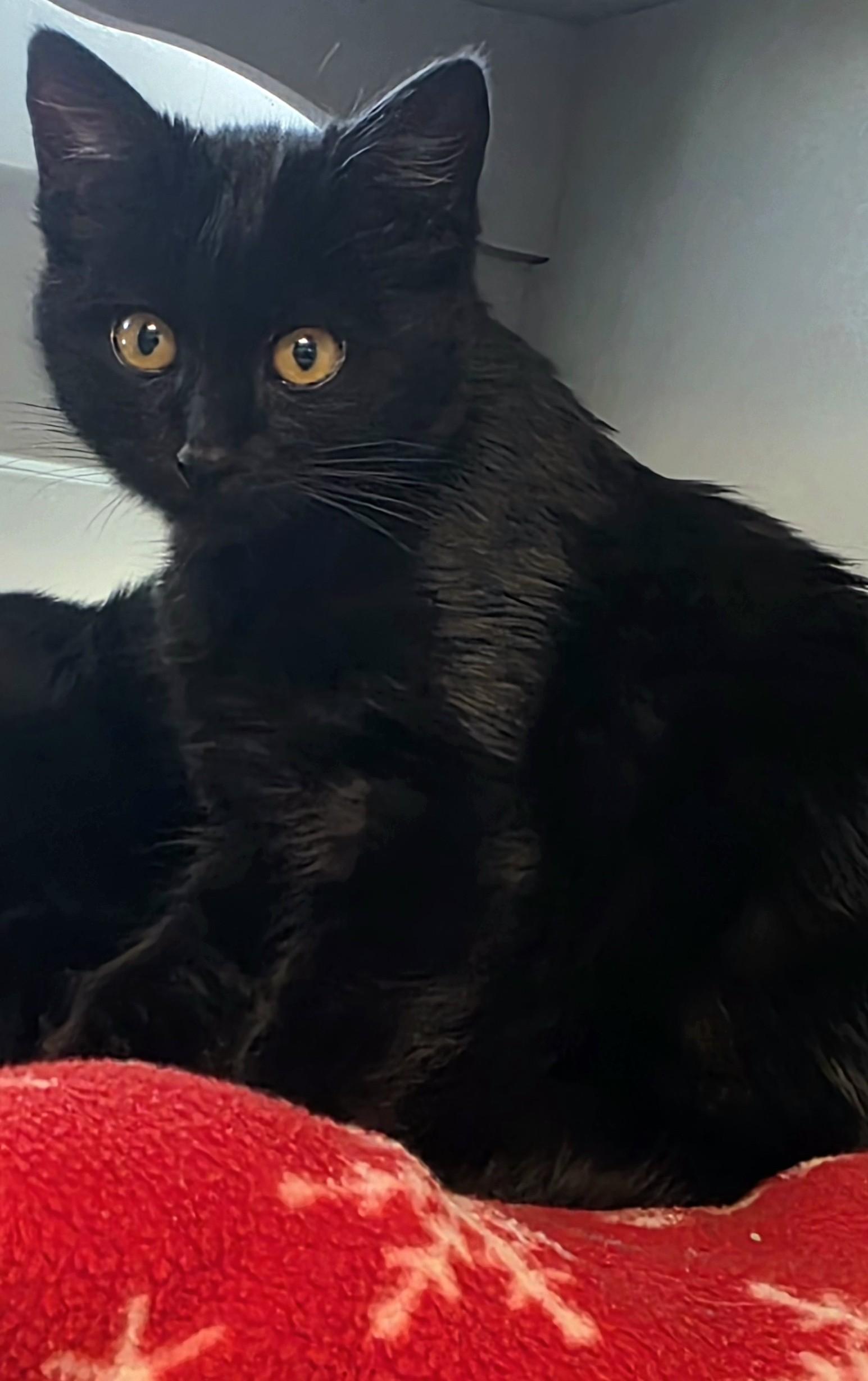 Enlarge Panther, a ADOPTABLE Domestic Short Hair in Edgewood, NM image 1/1
