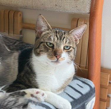 Enlarge Cody (bonded with Calvin), a Adopted Domestic Short Hair in Oakland, CA image 2/3