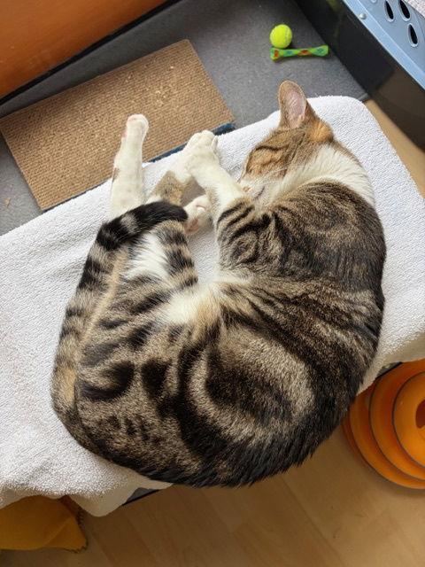 Enlarge Cody (bonded with Calvin), a Adopted Domestic Short Hair in Oakland, CA image 3/3