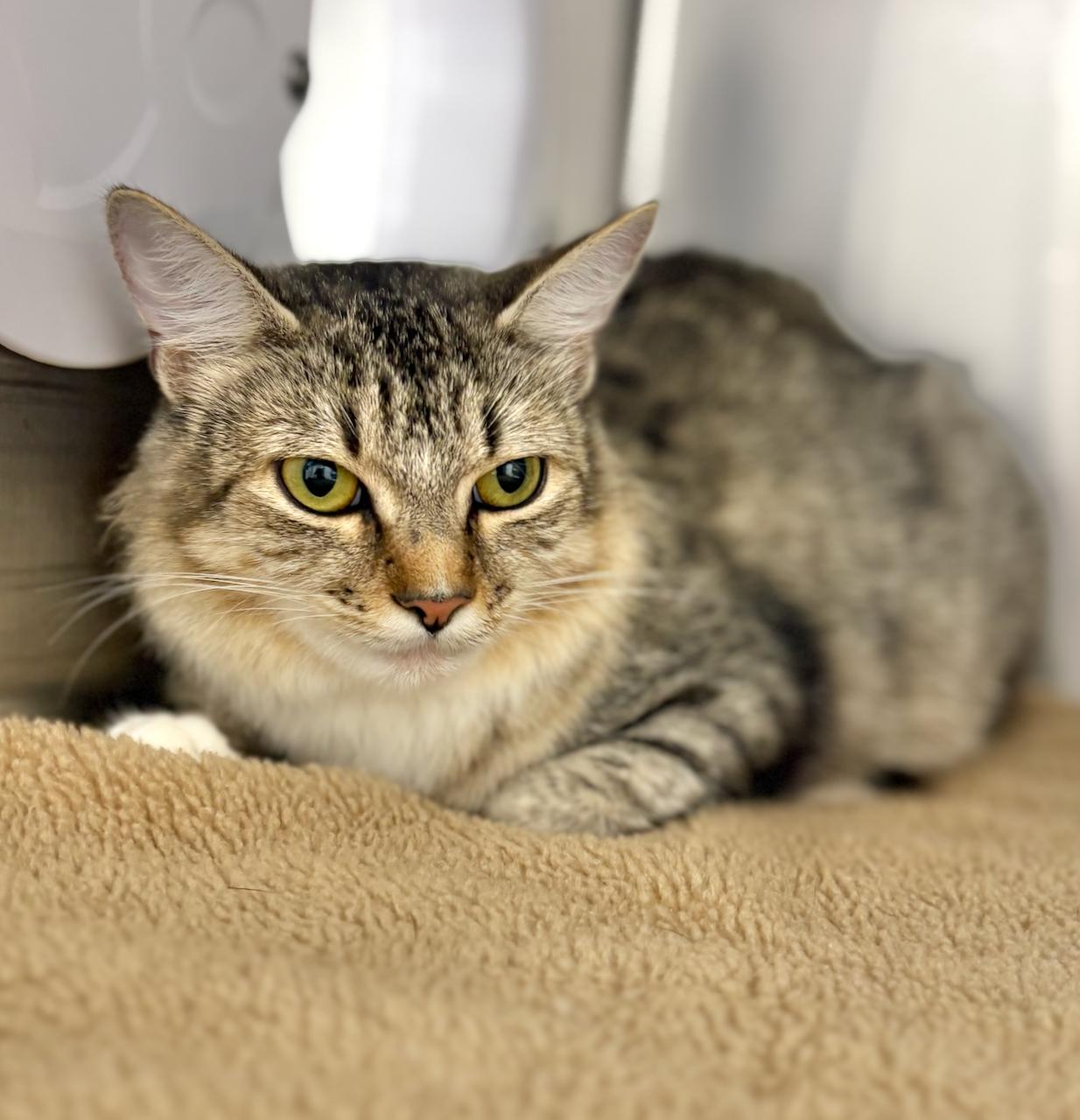 Freckles, adoptable, Young Female Domestic Medium Hair.