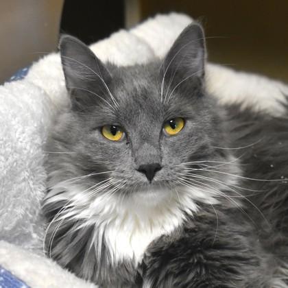 Enlarge Rook, a ADOPTABLE Domestic Long Hair in Flagstaff, AZ image 1/2