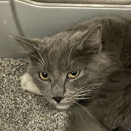 Enlarge Rook, a ADOPTABLE Domestic Long Hair in Flagstaff, AZ image 2/2