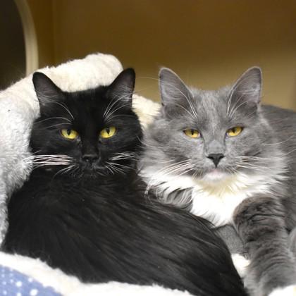 Enlarge Rook, an adoptable Domestic Long Hair in Flagstaff, AZ image 3/3