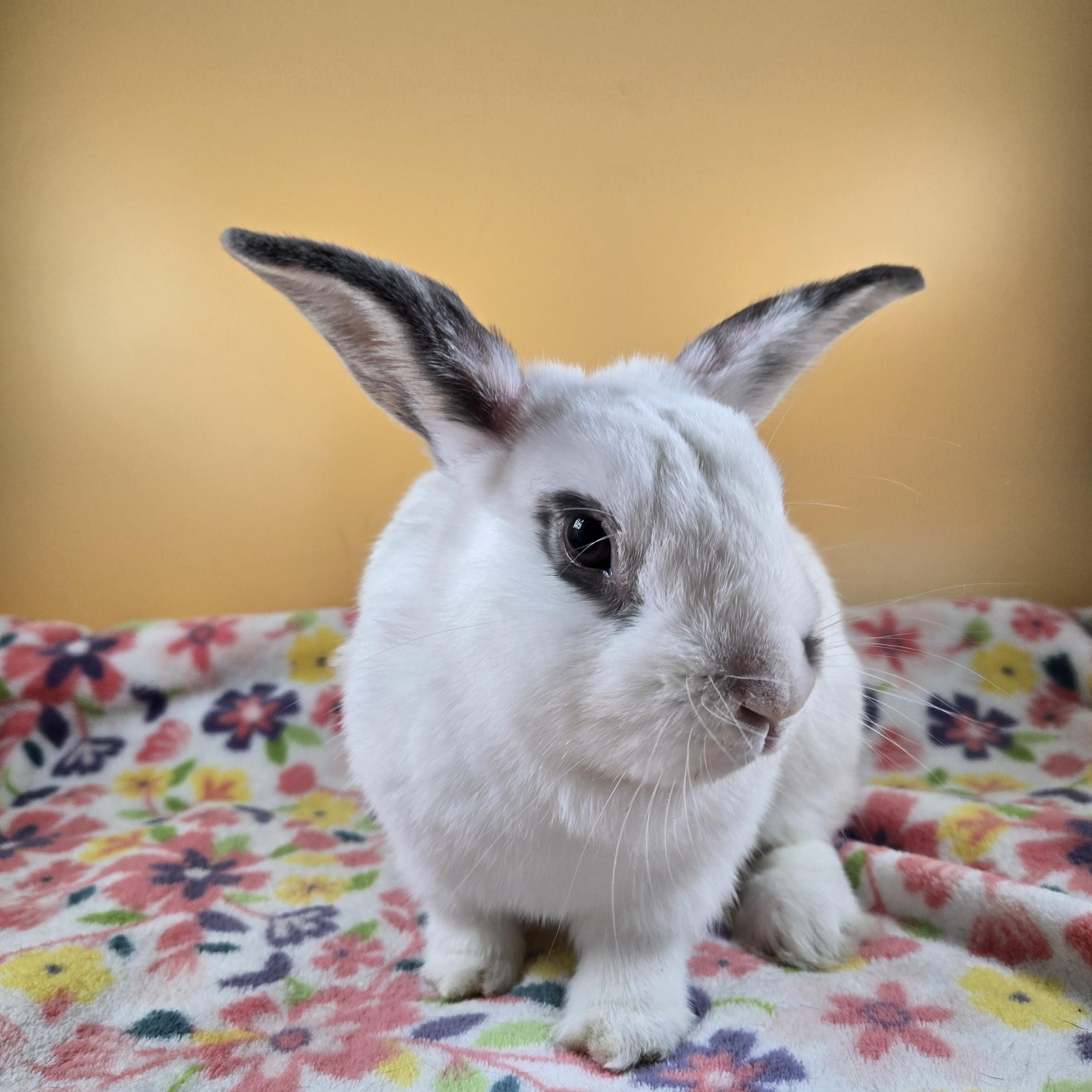 Inky, a Adopted mixed breed in San Antonio, TX image 1/6