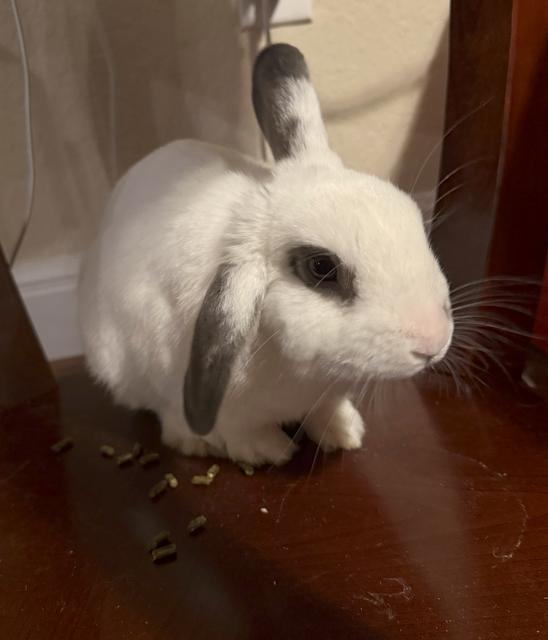 Inky, a Adopted mixed breed in San Antonio, TX image 2/6