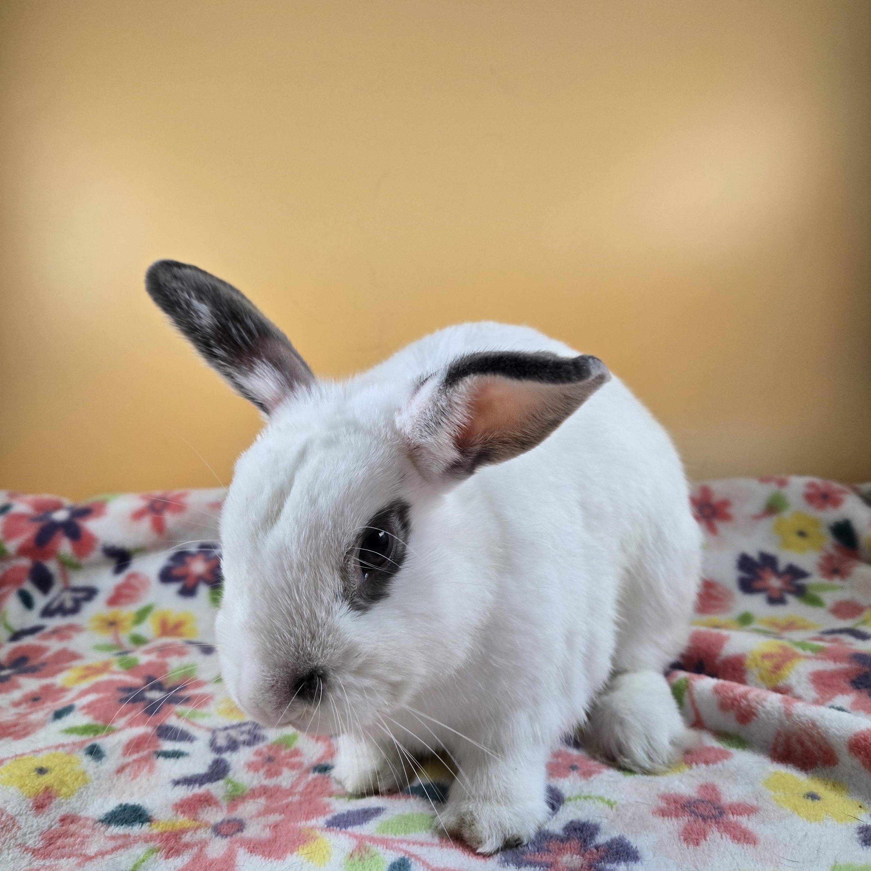 Inky, a Adopted mixed breed in San Antonio, TX image 3/6