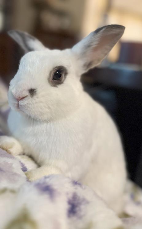 Inky, a Adopted mixed breed in San Antonio, TX image 4/6