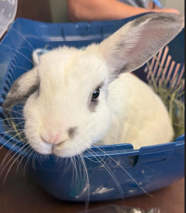 Inky, a Adopted mixed breed in San Antonio, TX image 5/6