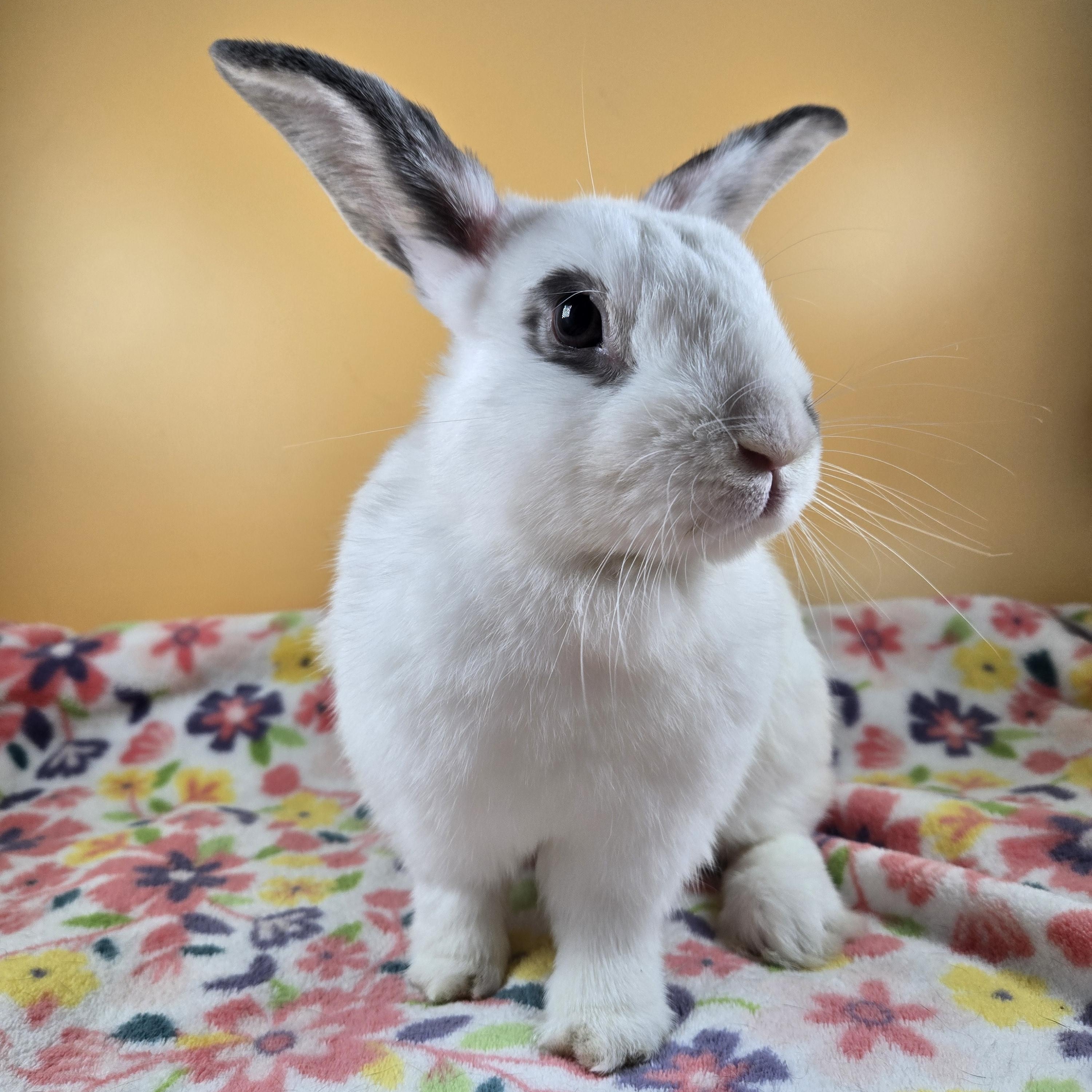 Inky, a Adopted mixed breed in San Antonio, TX image 6/6