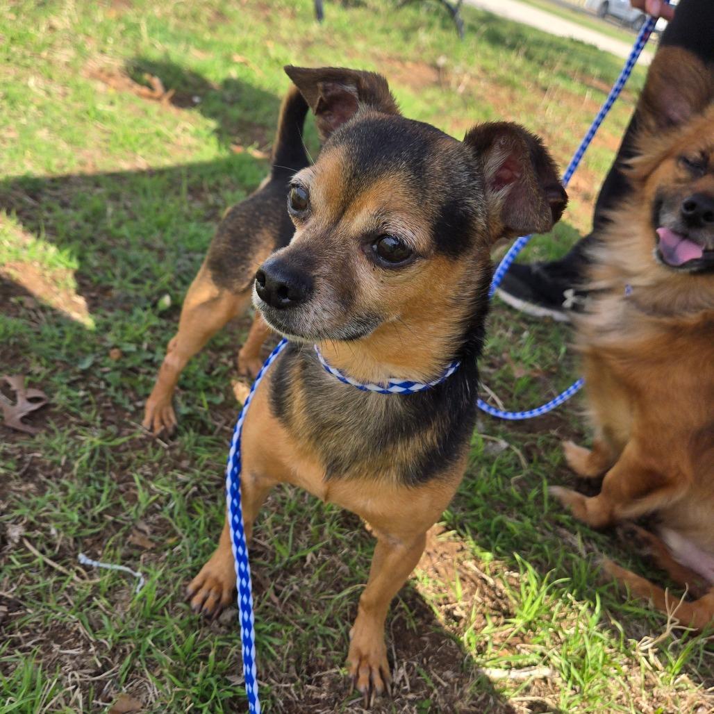 Enlarge Thor, an adopted mixed breed in Graham, TX image 2/3