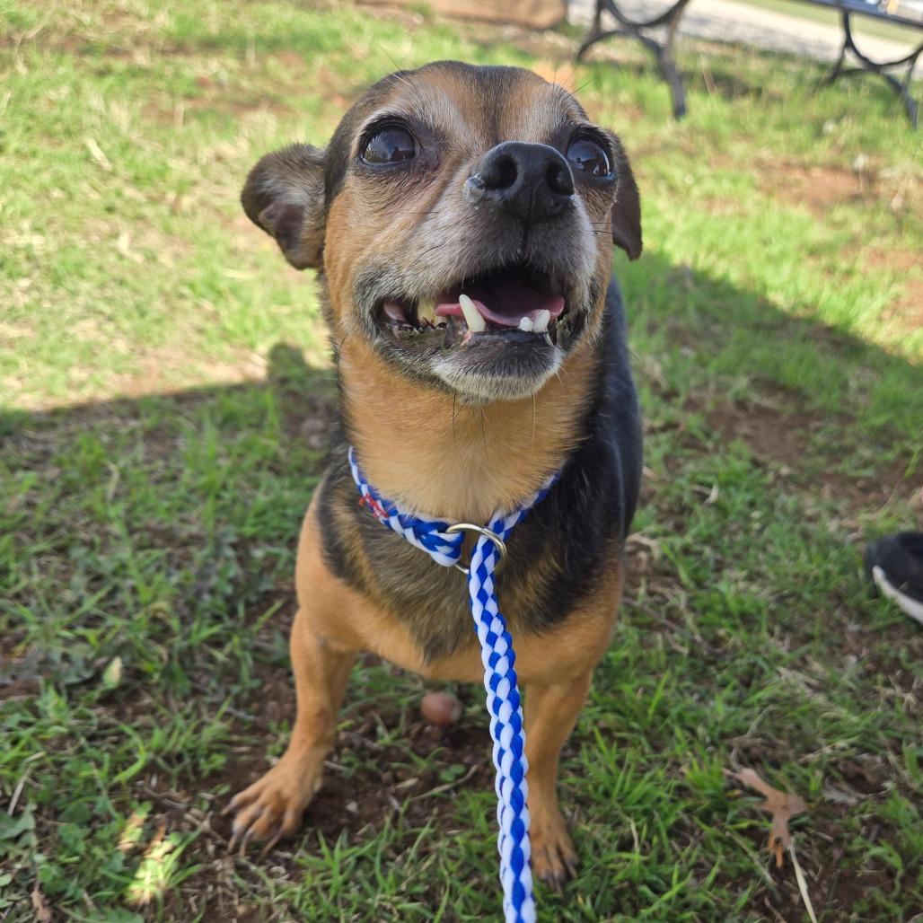 Enlarge Thor, an adopted mixed breed in Graham, TX image 3/3