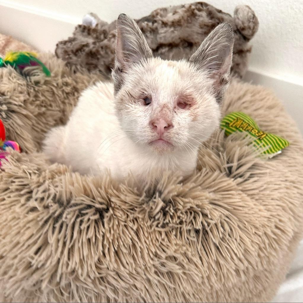 Enlarge Bocelli, a Adoptable Domestic Short Hair in Chatsworth, CA image 1/1
