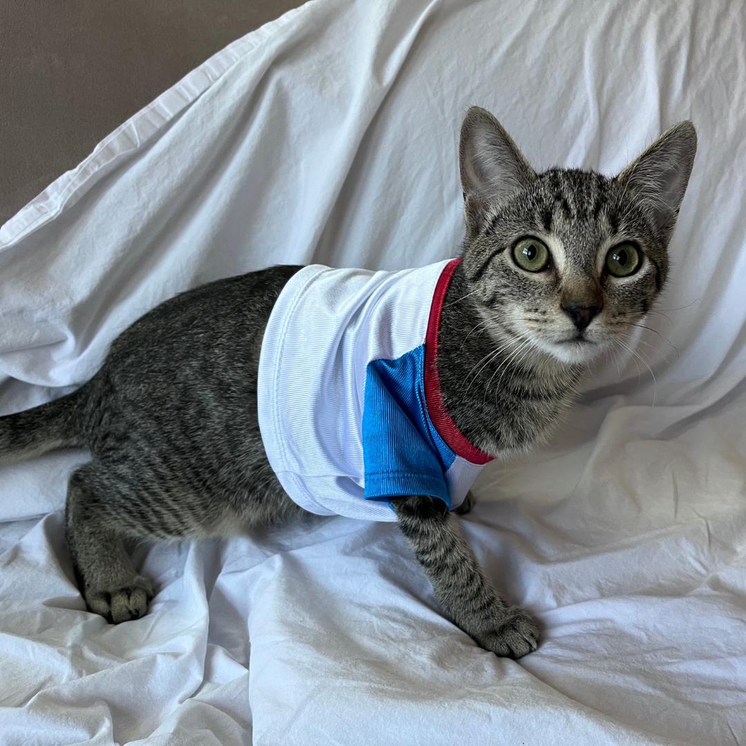 Oscar, Adoptable, Young Male Tabby & Domestic Short Hair.