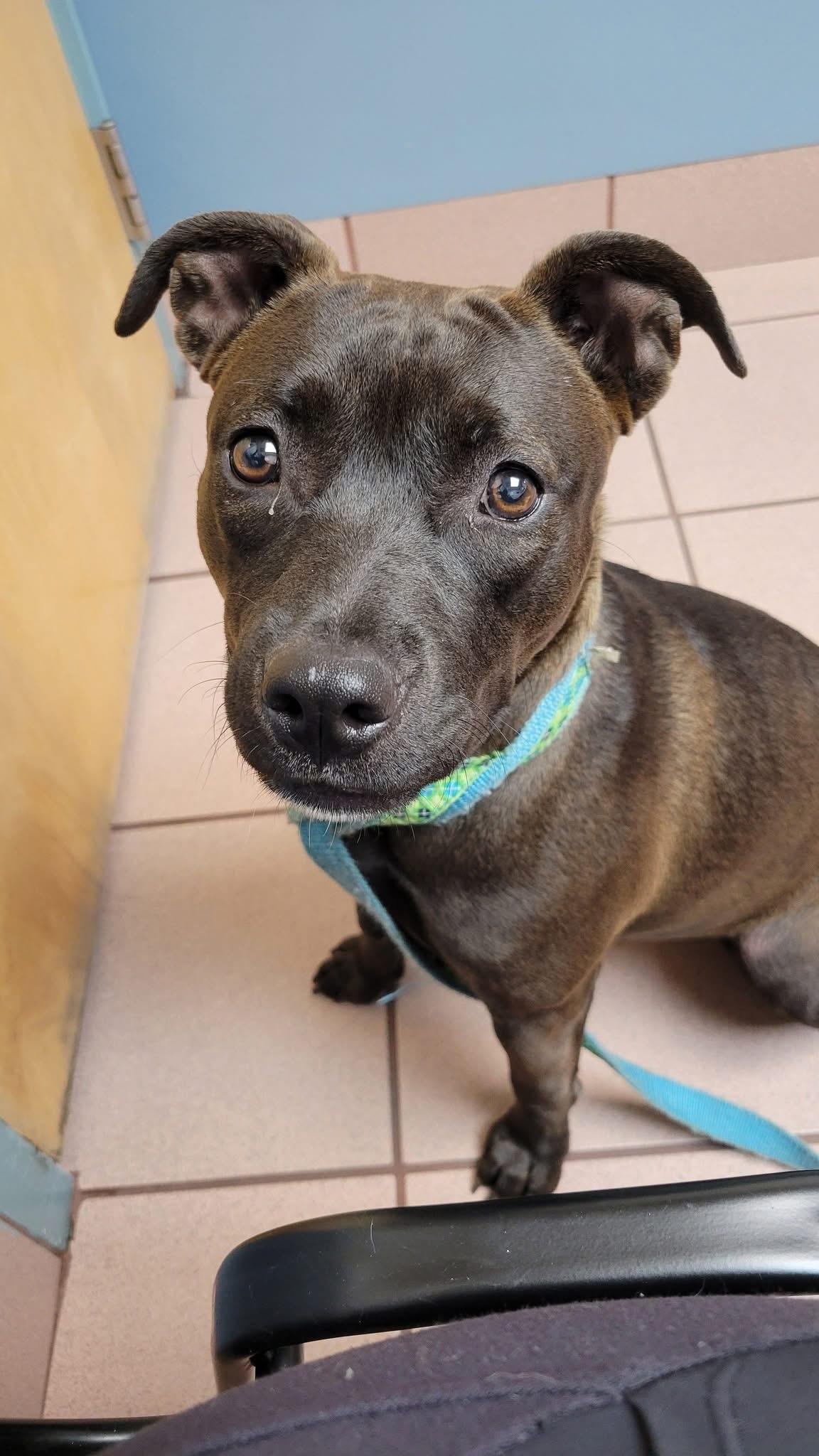 Suede, a Adoptable mixed breed in Miami, FL image 3/4