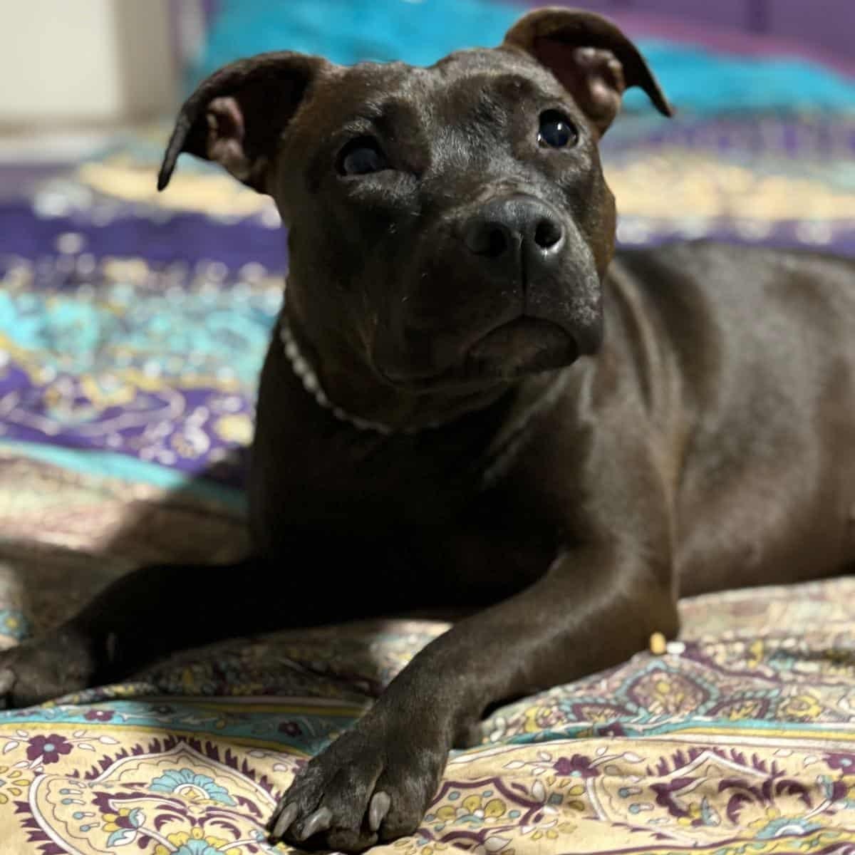 Suede, a Adoptable mixed breed in Miami, FL image 1/4