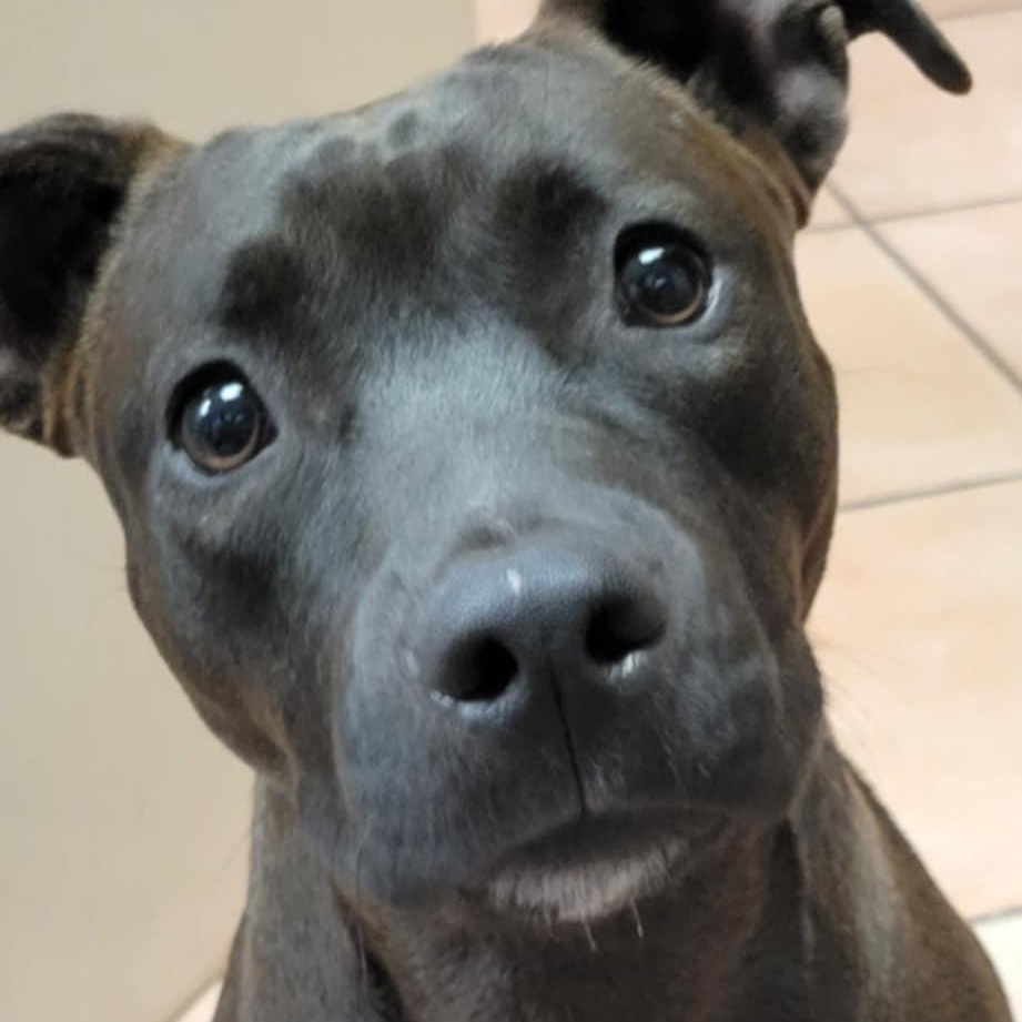 Suede, a Adoptable mixed breed in Miami, FL image 2/4