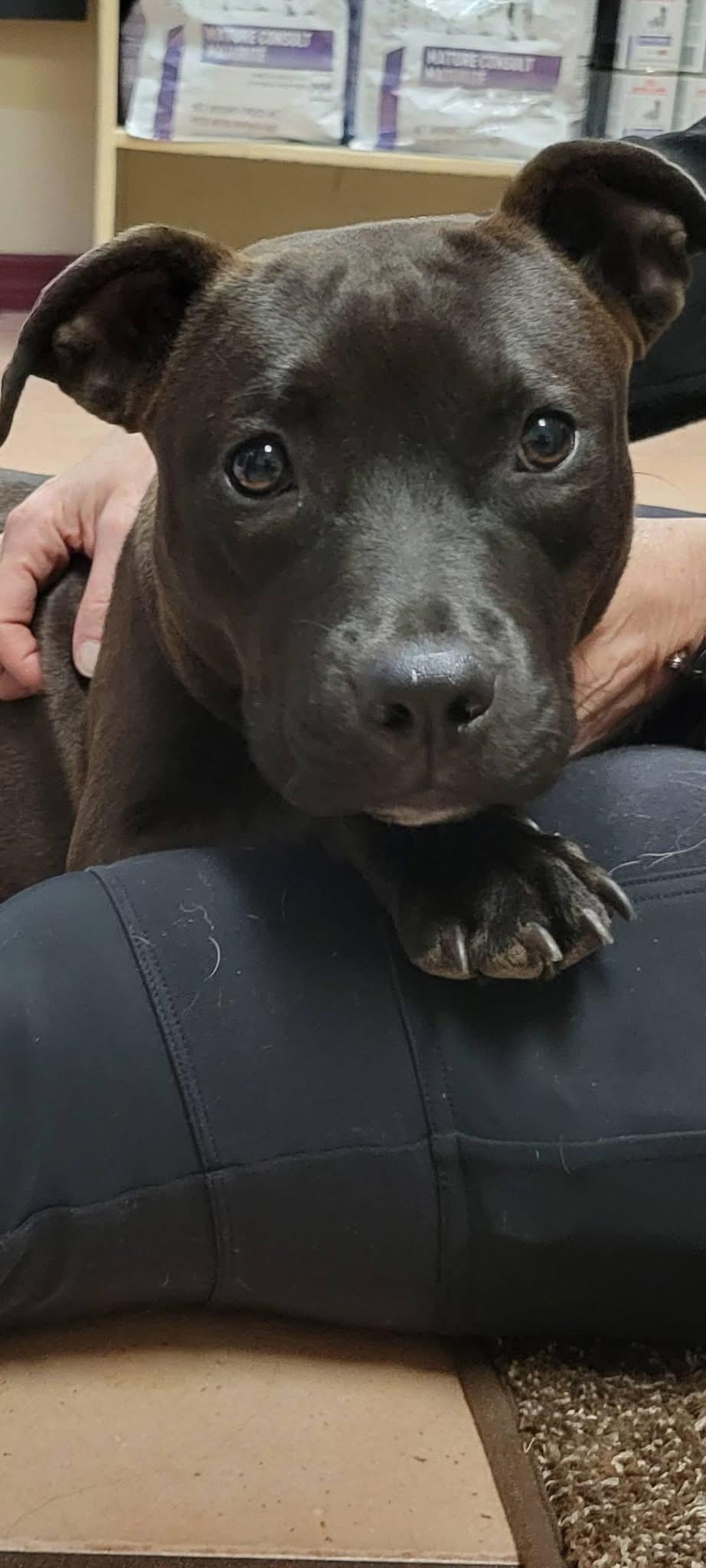 Suede, a Adoptable mixed breed in Miami, FL image 4/4