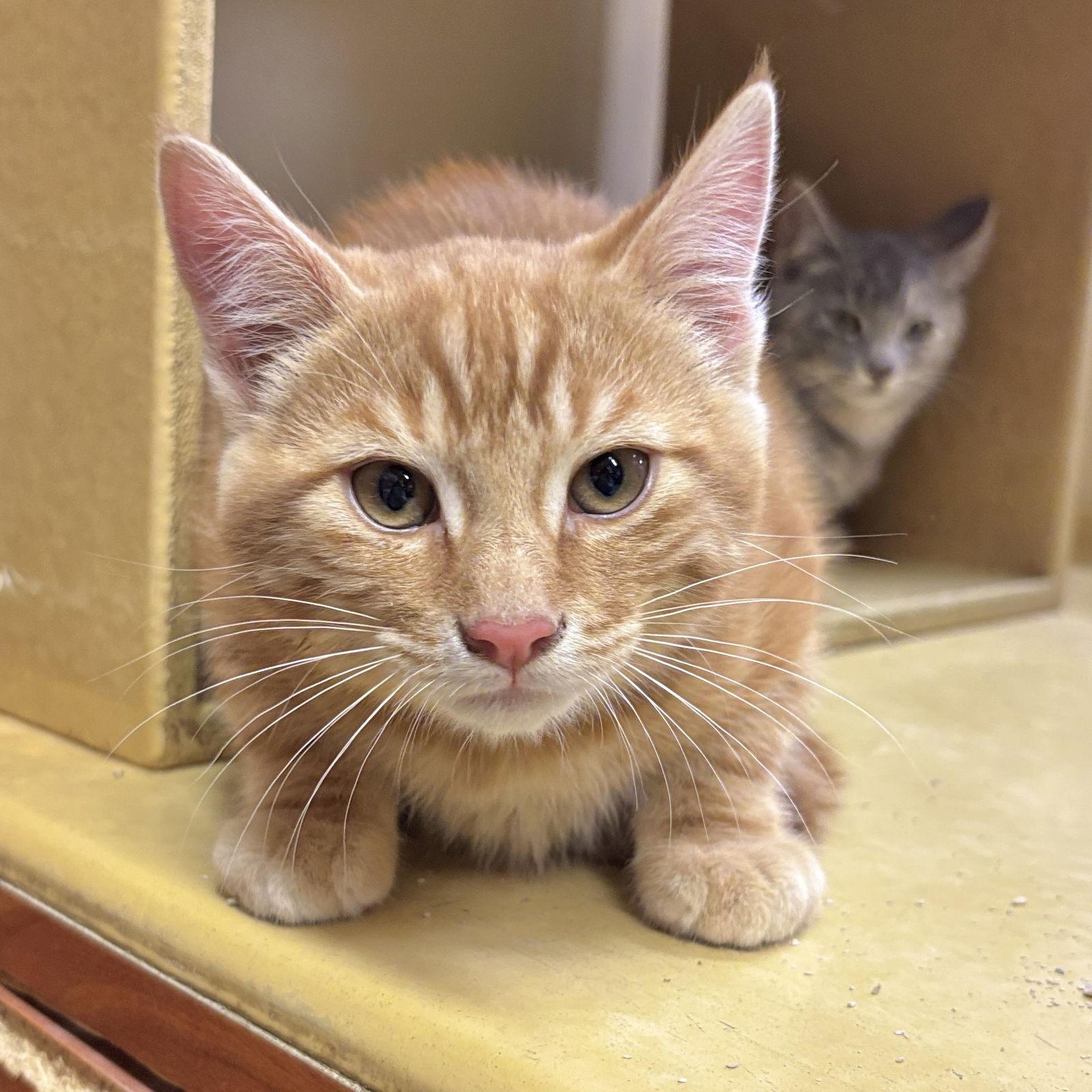 Poppy, Adoptable, Kitten Male Domestic Short Hair.