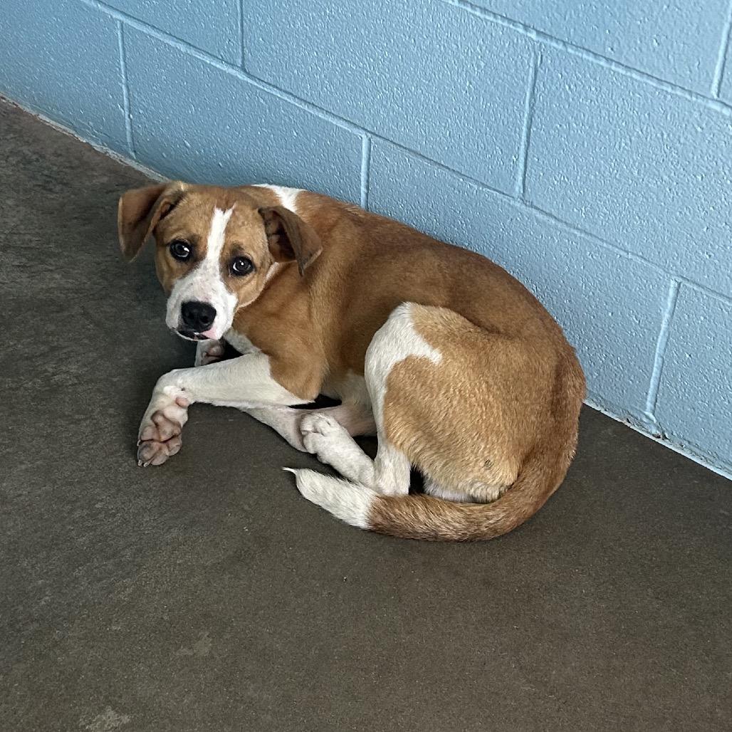 Bingo, Adoptable, Adult Male Jack Russell Terrier & Mixed Breed.