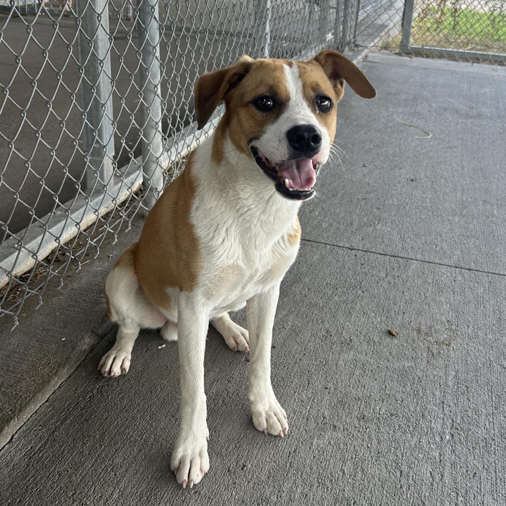 Enlarge Bingo, a Adoptable mixed breed in Emporia, KS image 2/5