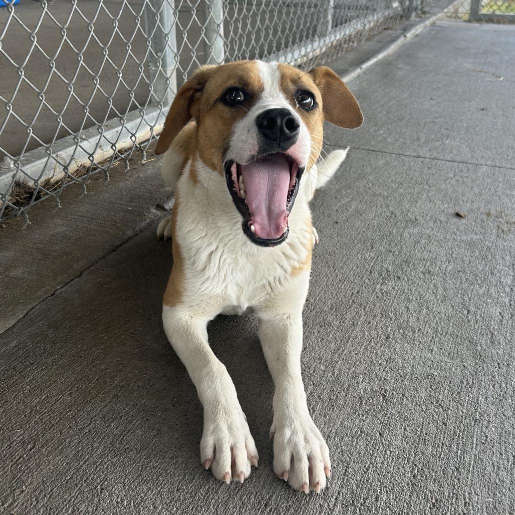 Enlarge Bingo, a Adoptable mixed breed in Emporia, KS image 3/5