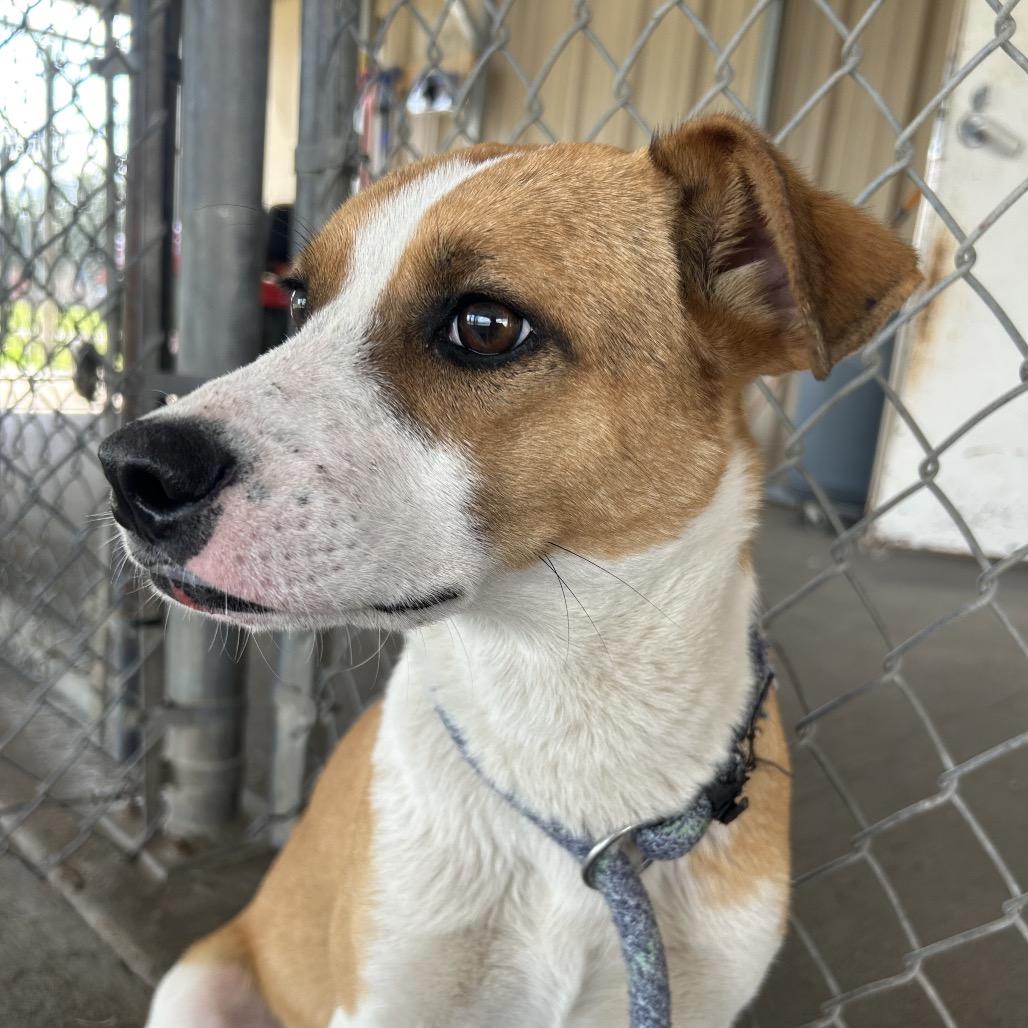 Enlarge Bingo, a Adoptable mixed breed in Emporia, KS image 4/5