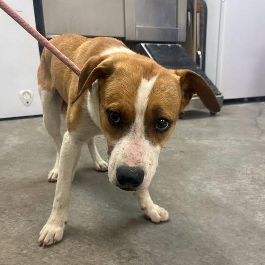 Enlarge Bingo, a Adoptable mixed breed in Emporia, KS image 5/5
