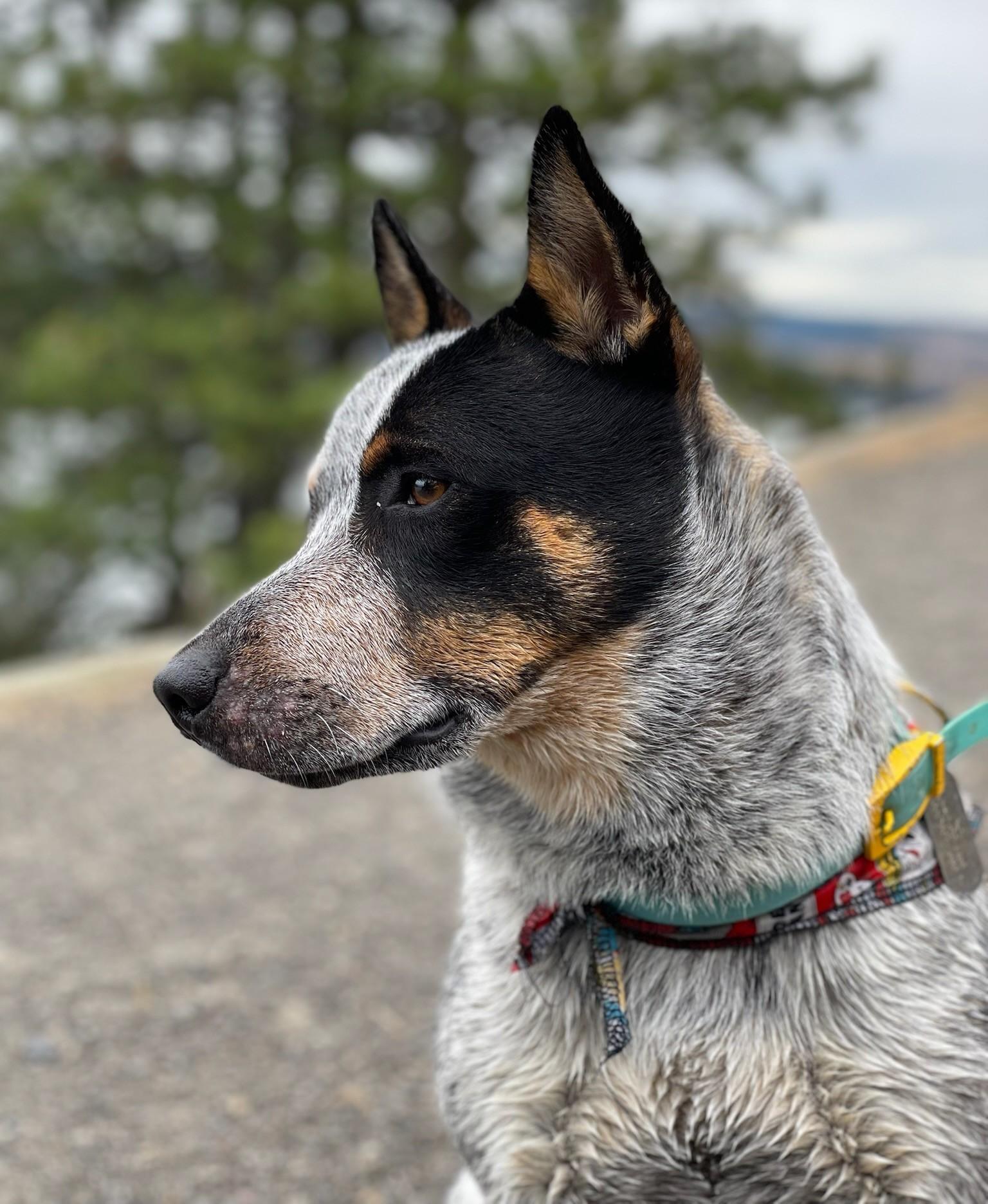 Enlarge Ace, an adoptable Australian Cattle Dog / Blue Heeler in Pasco, WA image 1/5
