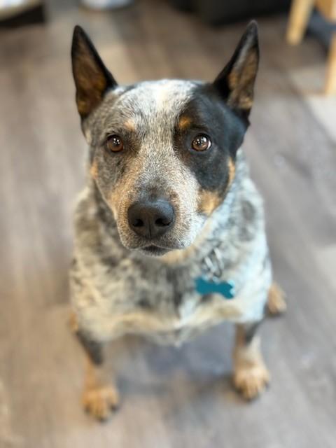 Enlarge Ace, an adoptable Australian Cattle Dog / Blue Heeler in Pasco, WA image 3/5