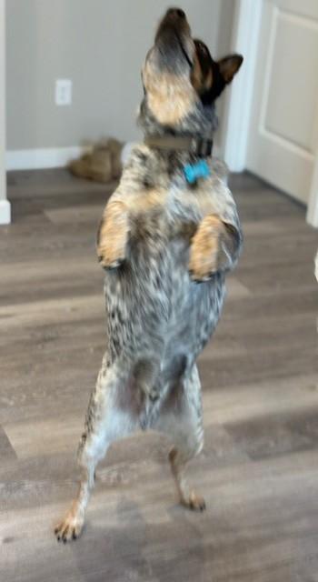 Enlarge Ace, an adoptable Australian Cattle Dog / Blue Heeler in Pasco, WA image 5/5