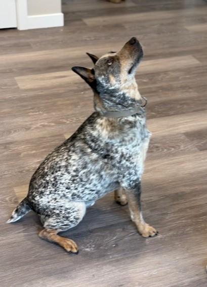 Enlarge Ace, an adoptable Australian Cattle Dog / Blue Heeler in Pasco, WA image 4/5