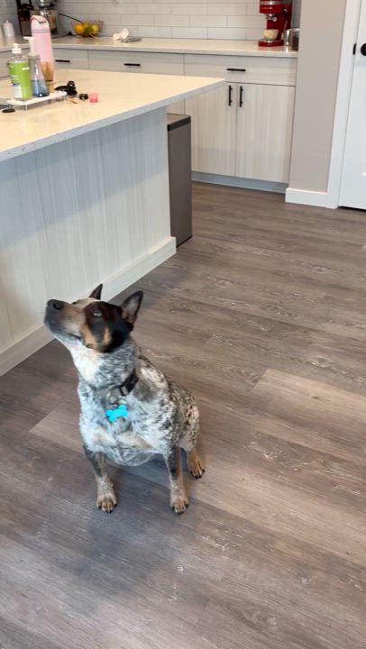 Enlarge Ace, an adoptable Australian Cattle Dog / Blue Heeler in Pasco, WA video 2/5