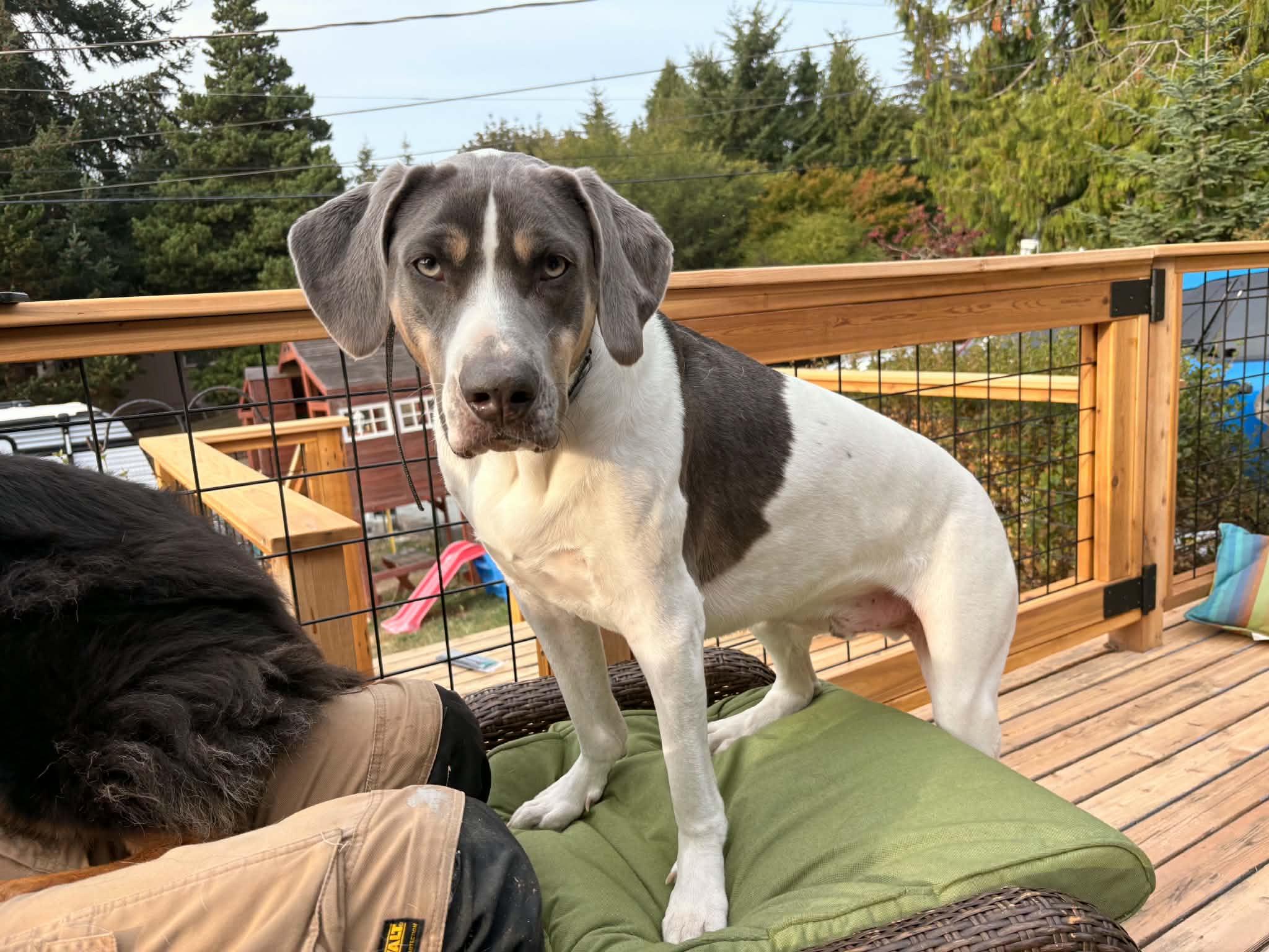 Dobby, Adoptable, Adult Male Hound & Great Dane.
