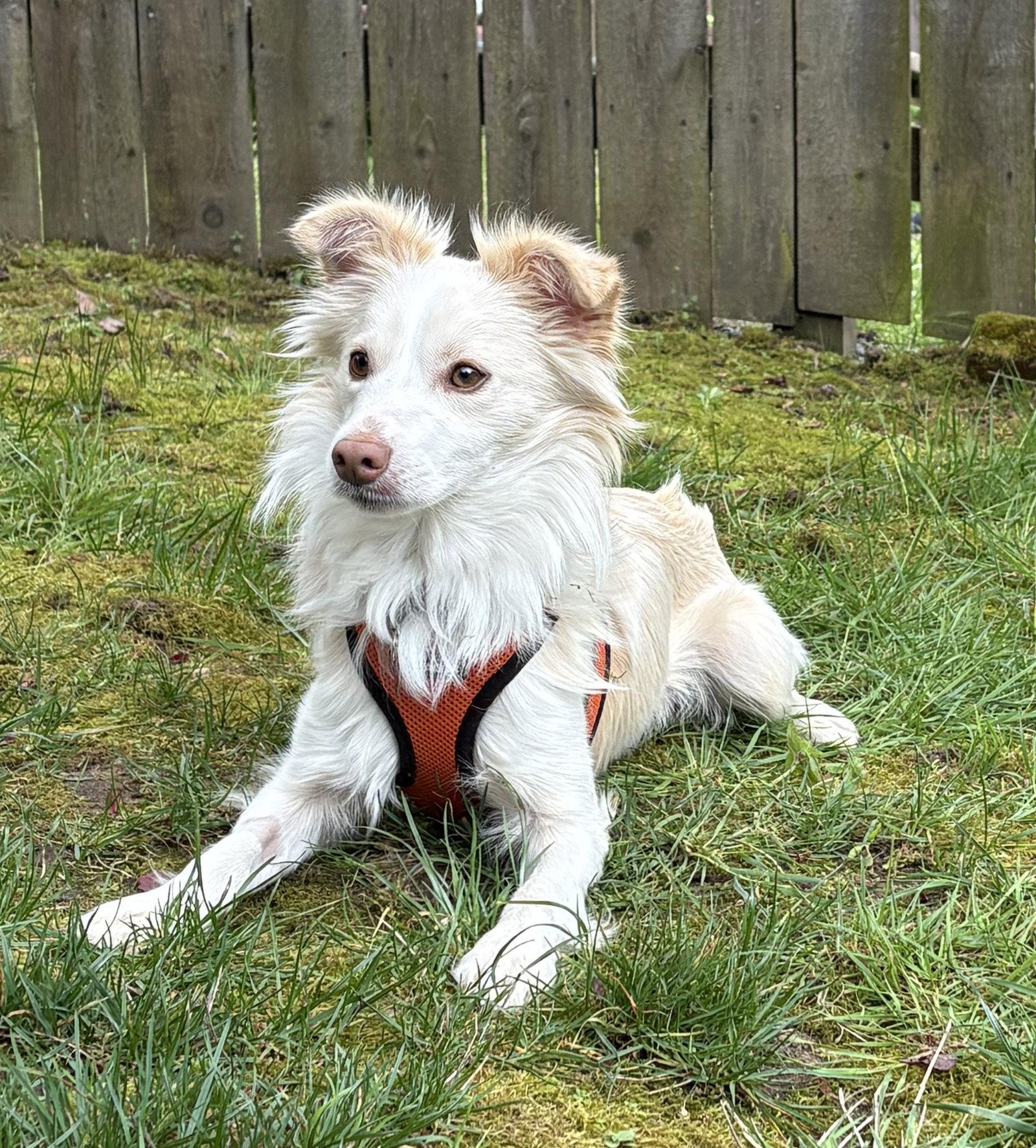 Pickles, Adoptable, Young Male Mixed Breed.