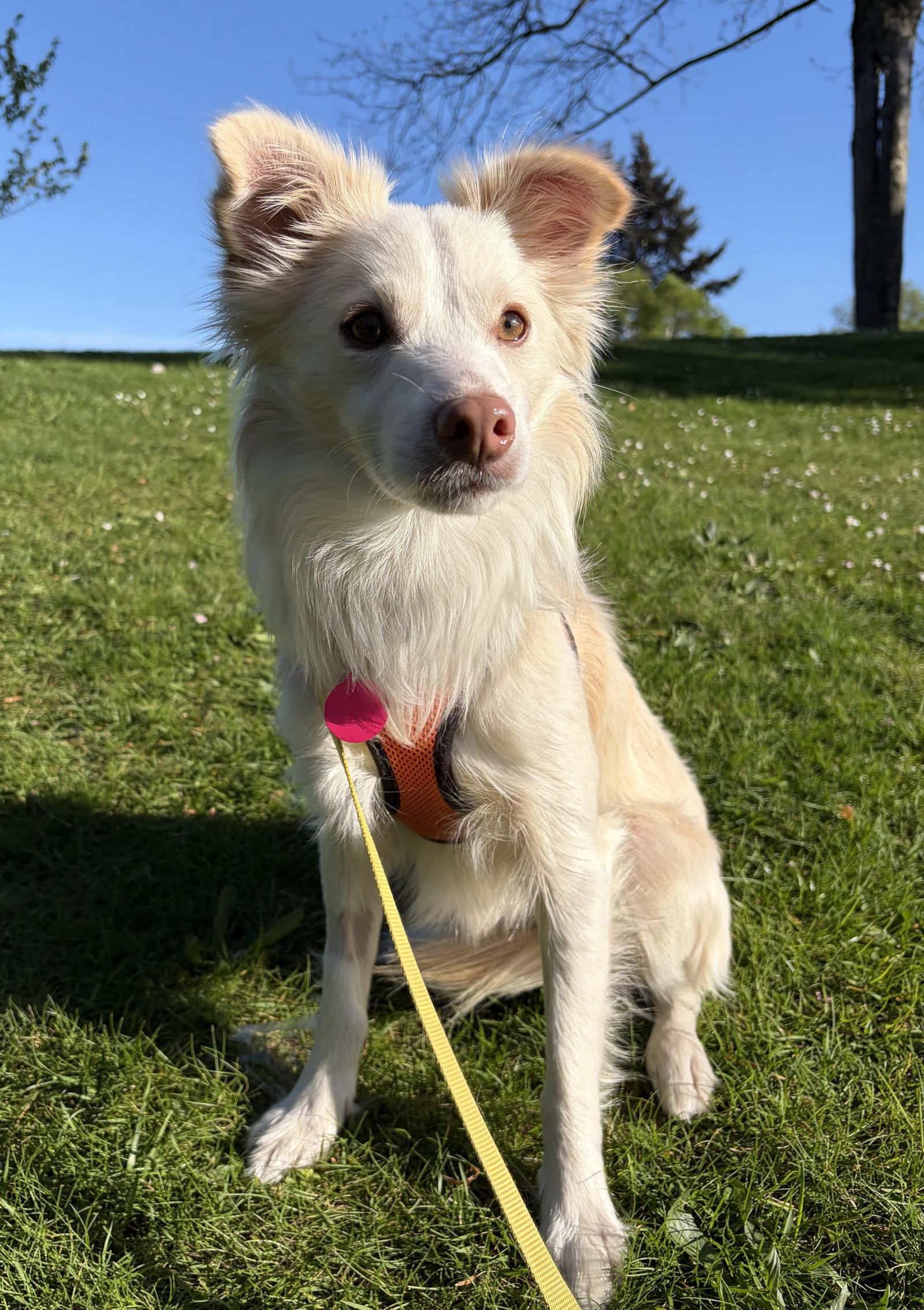 Enlarge Pickles, a Adoptable Mixed Breed in Seattle, WA image 2/3