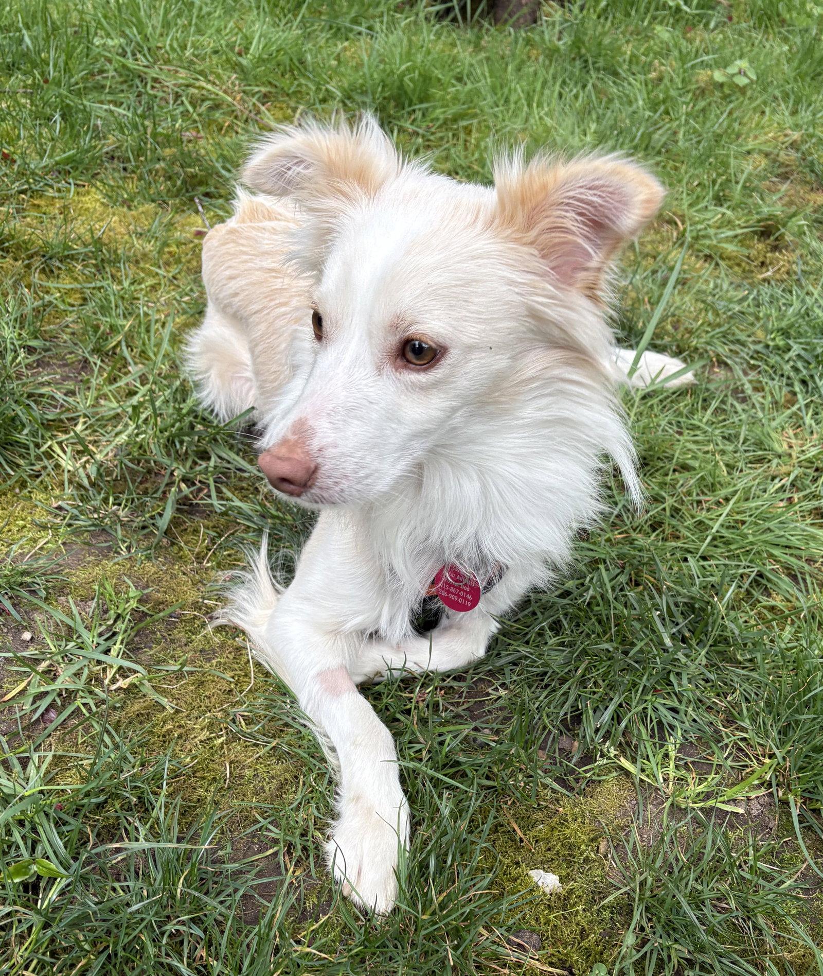 Enlarge Pickles, a Adoptable Mixed Breed in Seattle, WA image 3/3