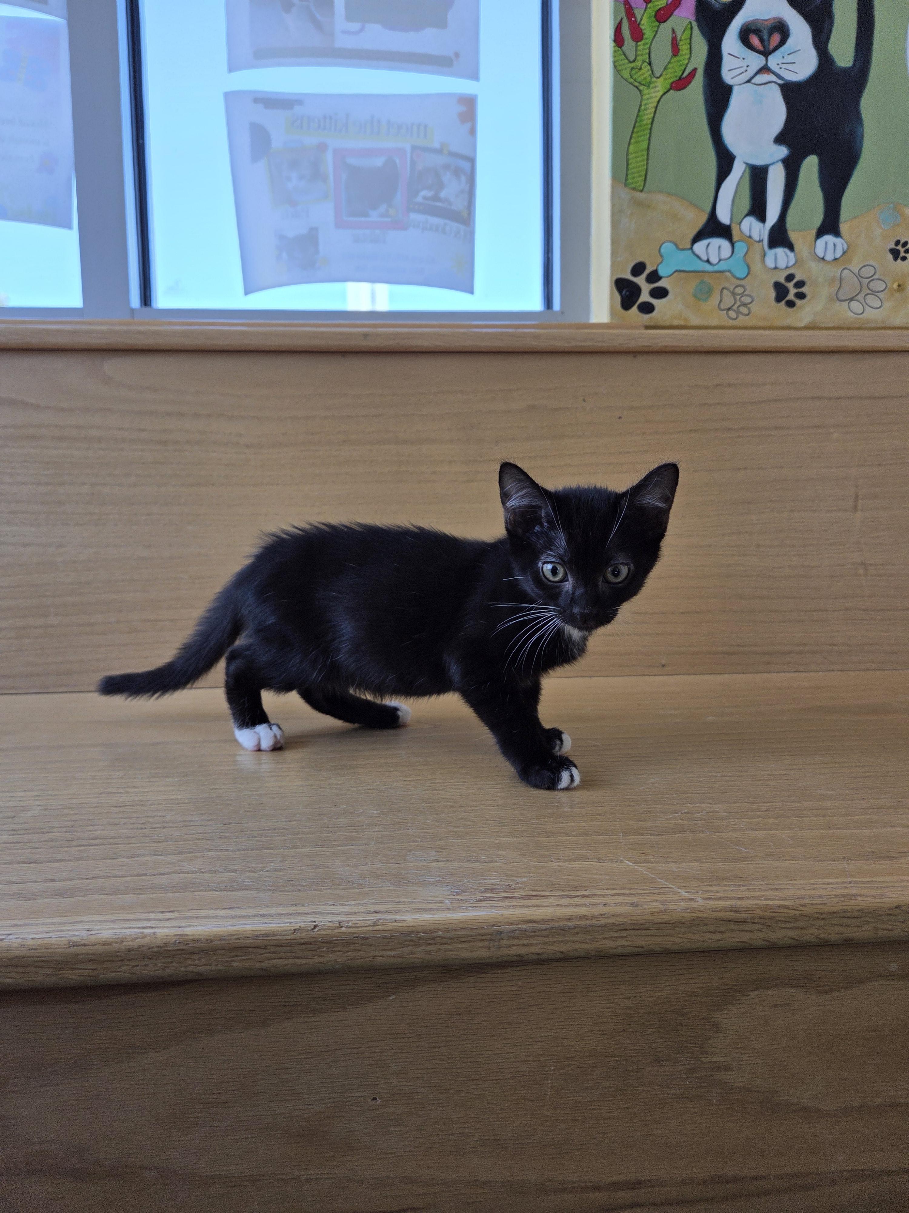 Enlarge Muffin, a Adoptable mixed breed in Edgewood, NM image 3/3
