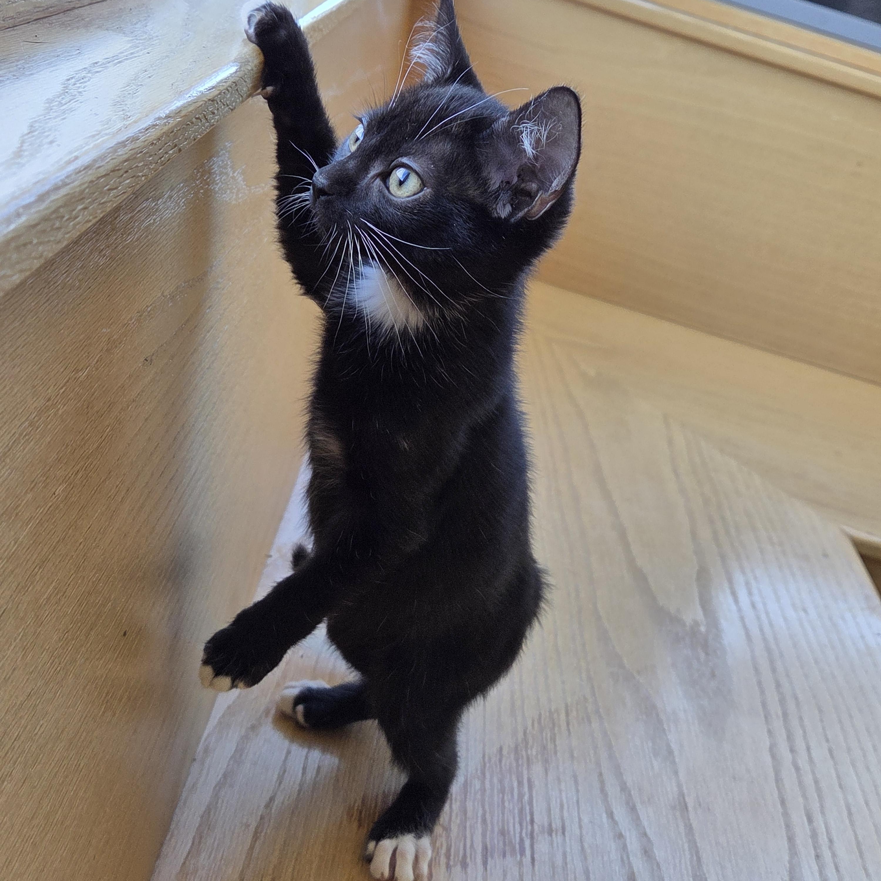 Enlarge Muffin, a Adoptable mixed breed in Edgewood, NM image 1/3