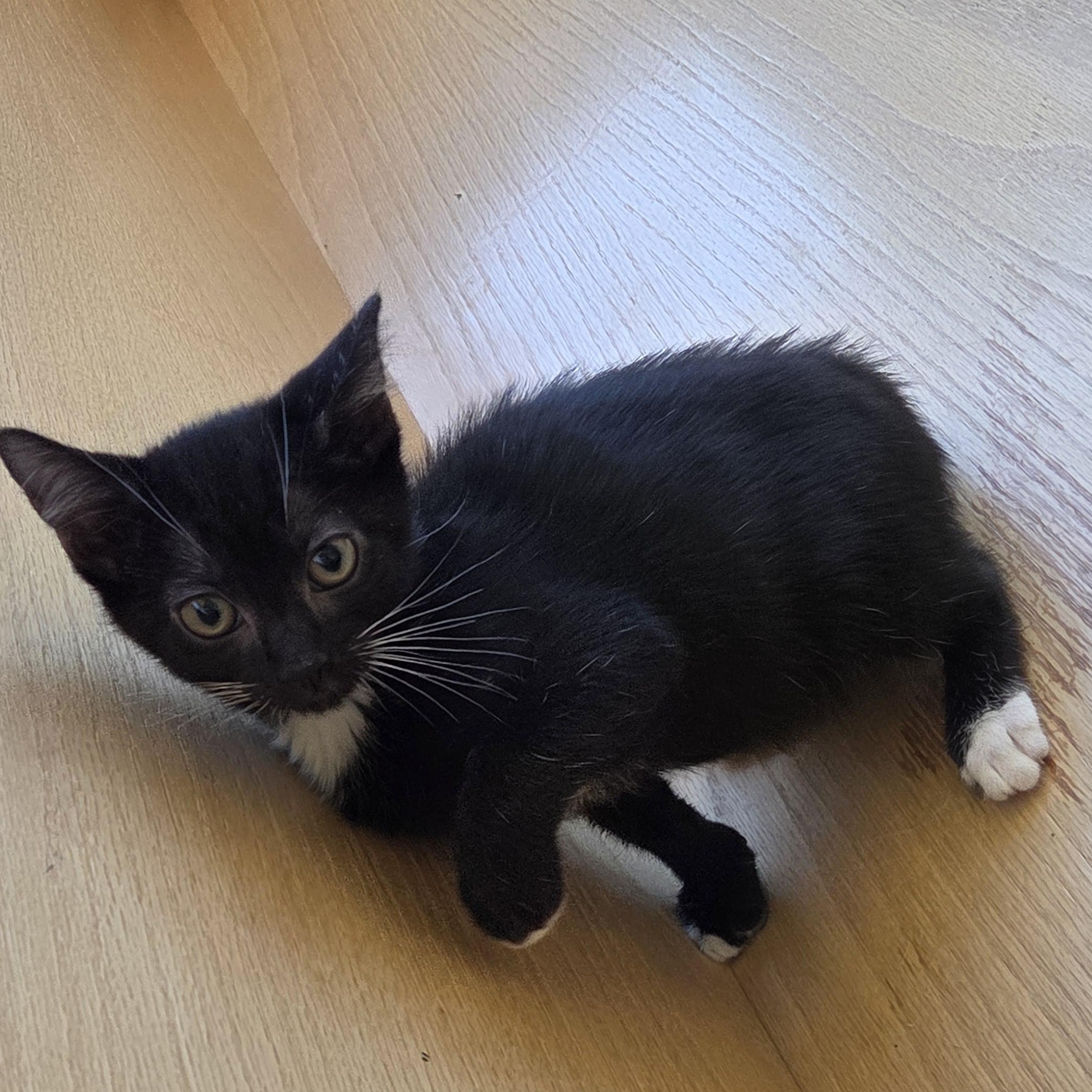 Enlarge Muffin, a Adoptable mixed breed in Edgewood, NM image 2/3
