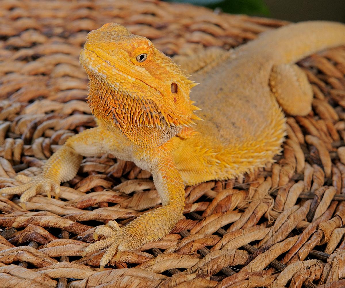 Enlarge Skittles, a Adopted Bearded Dragon in Greenfield, WI image 1/3