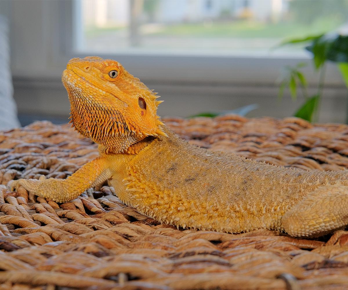 Enlarge Skittles, a Adopted Bearded Dragon in Greenfield, WI image 2/3