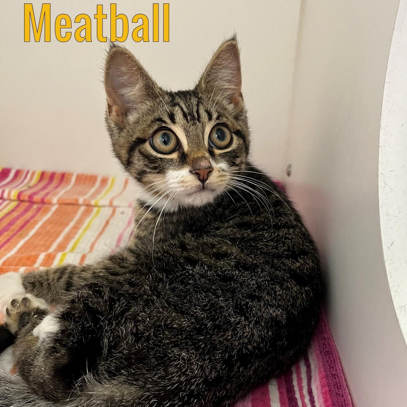 Meatball, Baby Male unknown