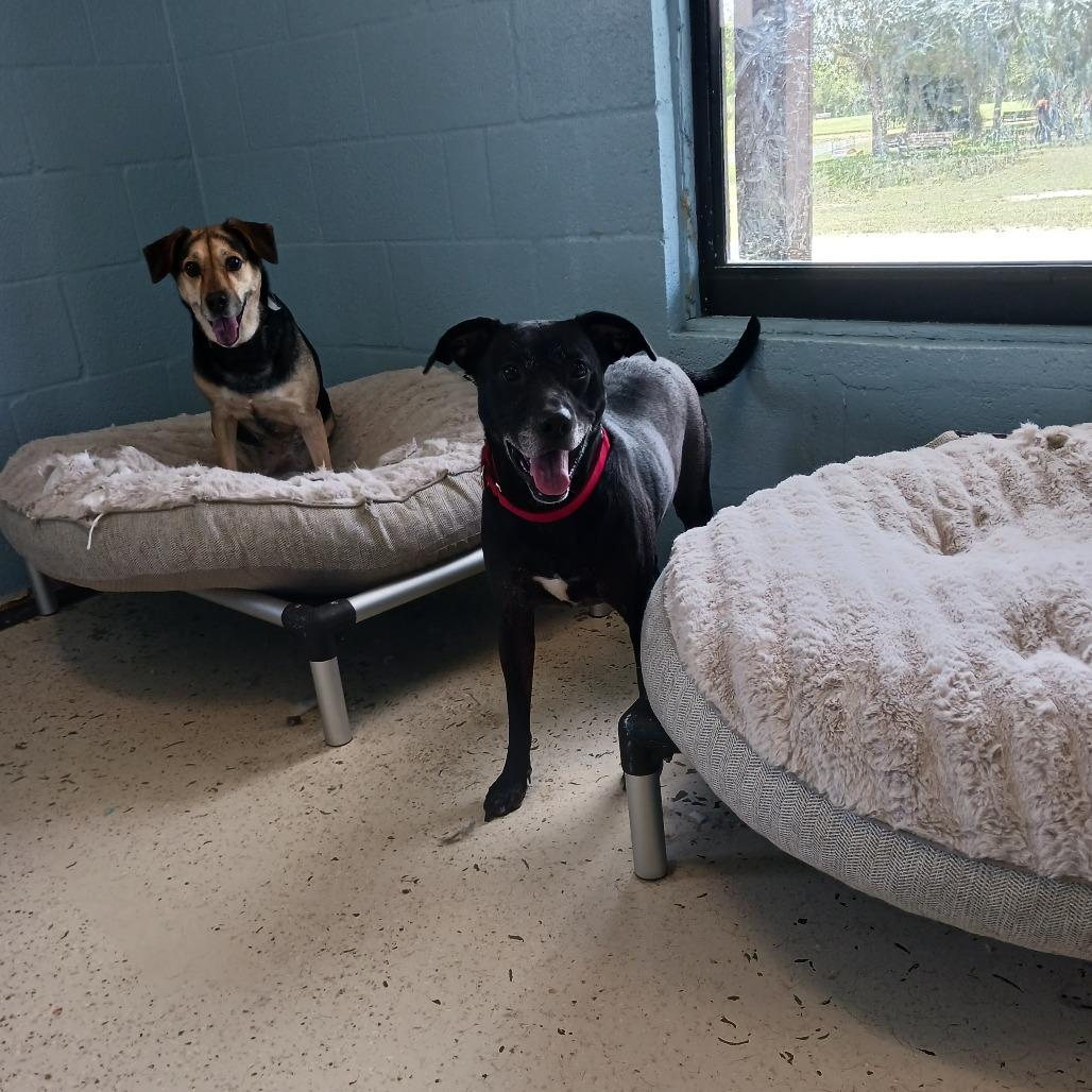 Chip — thumbnail 3