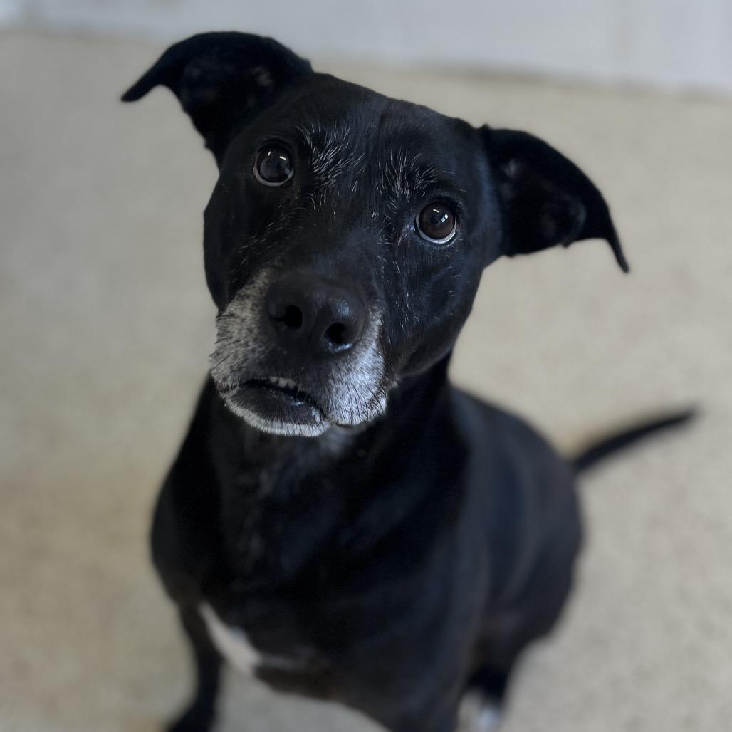 Chip — thumbnail 4