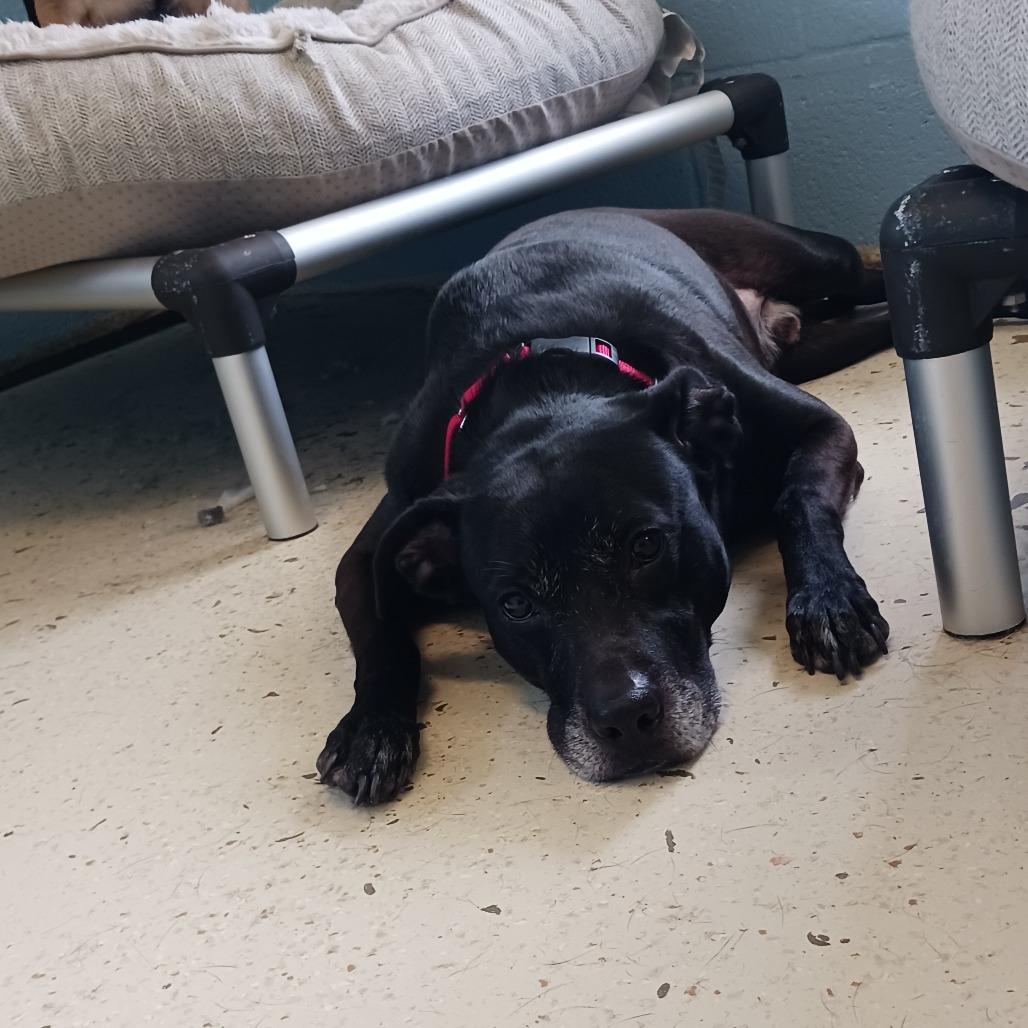 Chip — thumbnail 5