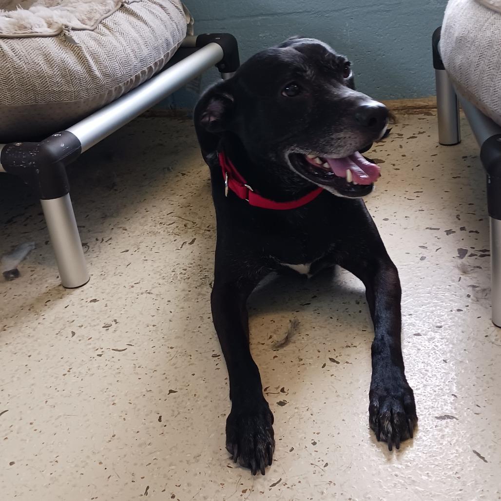 Chip — thumbnail 6