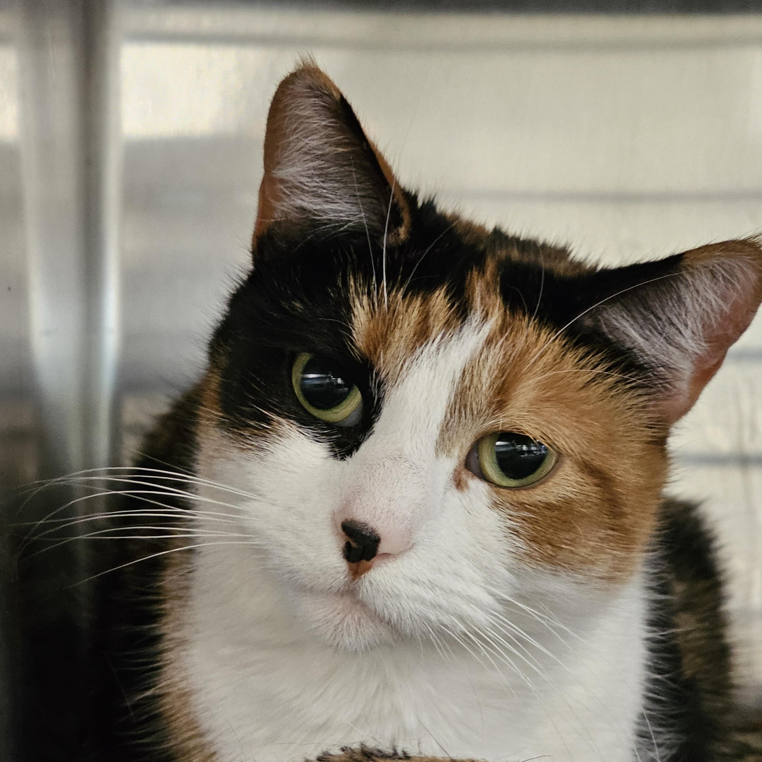 Celina, ADOPTABLE, Adult Female Calico.
