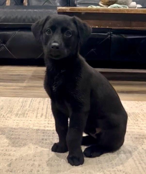 David / Stormy, Adoptable, Puppy Female Labrador Retriever.